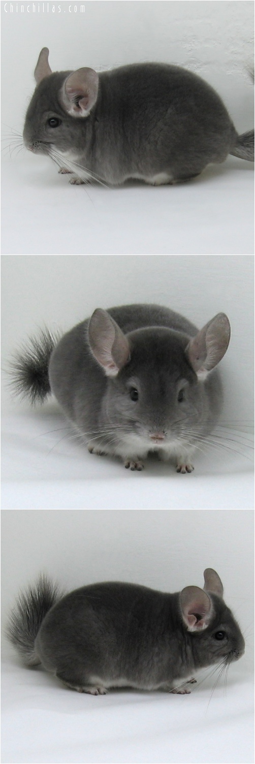 6238 Show Quality Violet Male Chinchilla