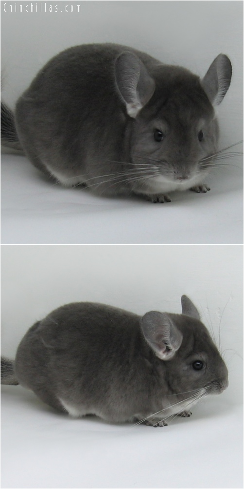 6230 Premium Production Quality Violet Female Chinchilla