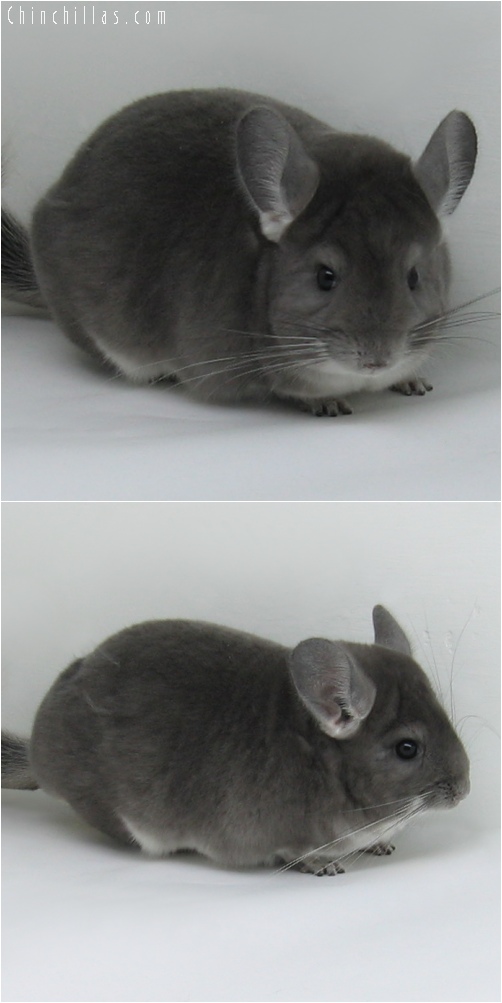 6230 Premium Production Quality Violet Female Chinchilla