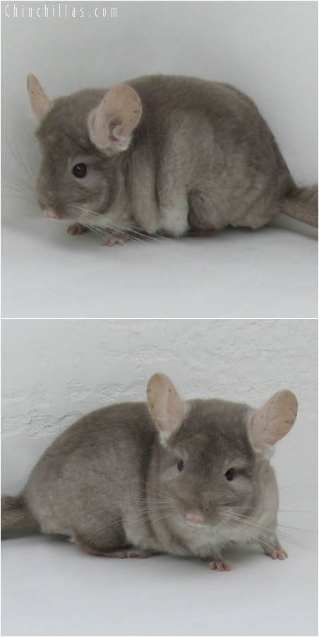 6195 TOV Beige ( Violet Carrier ) Male Chinchilla