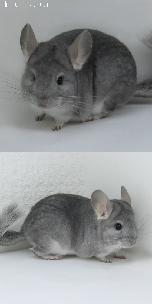 6207 Sapphire Female Chinchilla