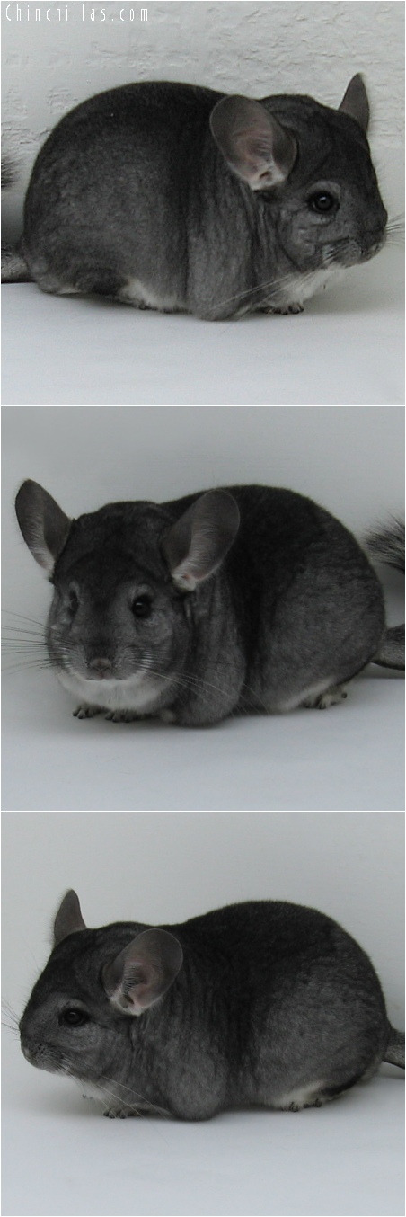 6252 Large Premium Production Quality Standard Female Chinchilla