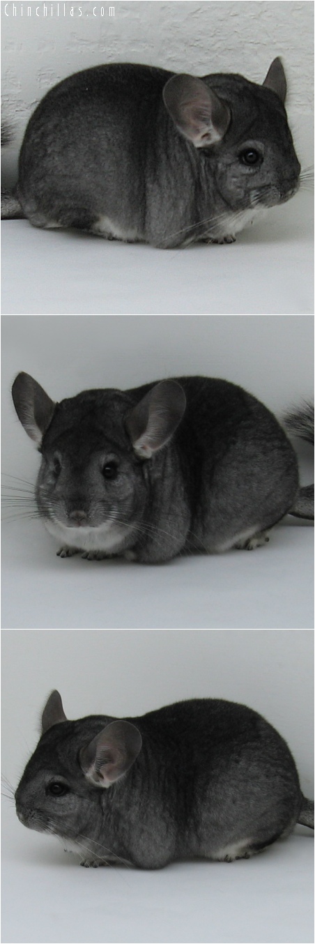 6252 Large Premium Production Quality Standard Female Chinchilla