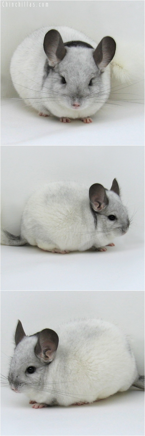 6210 Show Quality Extreme White Mosaic Male Chinchilla