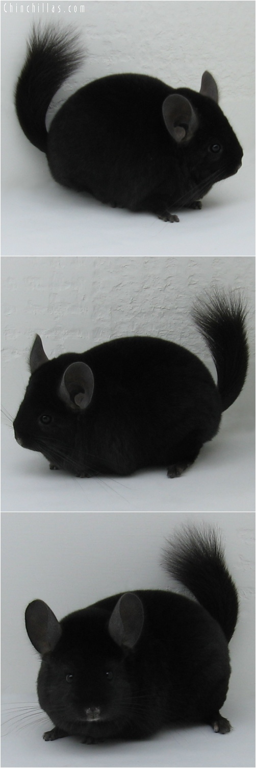 6242 Premium Production Quality Ebony Female Chinchilla