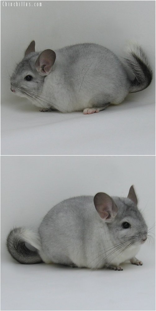 6257 Premium Production Quality White Mosaic ( Ebony Carrier ) Female Chinchilla