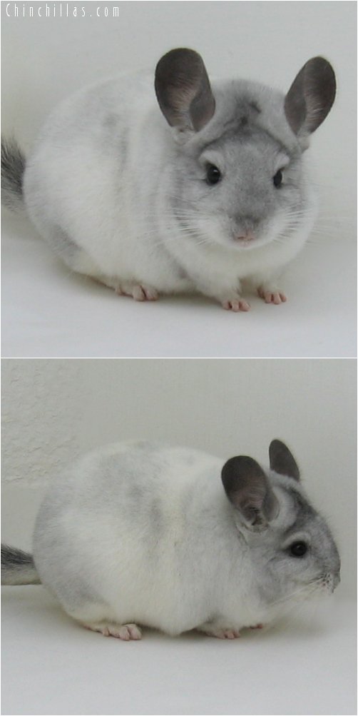 6258 Herd Improvement Quality White Mosaic Male Chinchilla