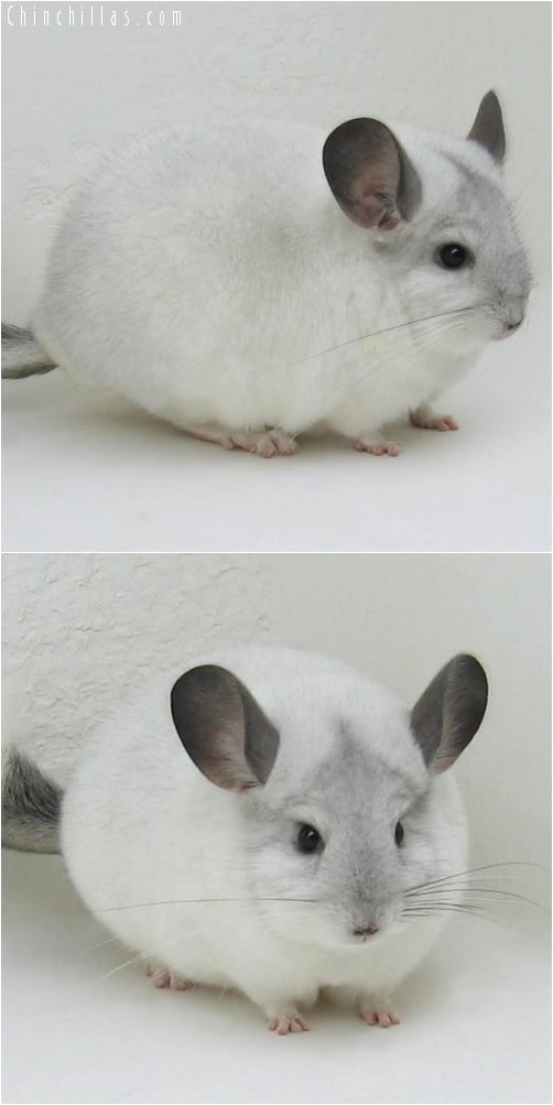 6267 Large Herd Improvement Quality White Mosaic Male Chinchilla