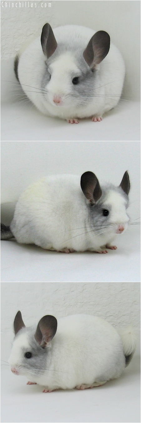 6249 Show Quality White Mosaic Female Chinchilla