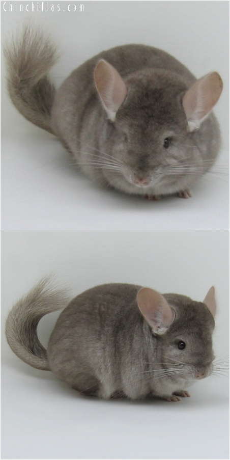 6247 Show Quality Tan Female Chinchilla