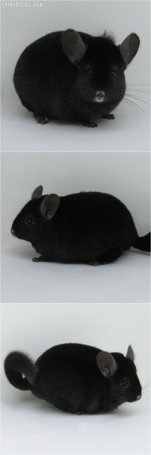 6264 Top Show Quality Ebony Male Chinchilla