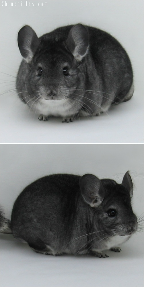 6268 Large Premium Production Quality Standard Female Chinchilla