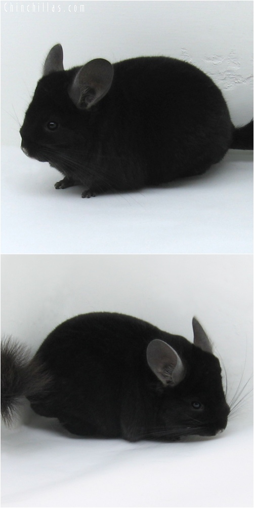 6215 Premium Production Quality Extra Dark Ebony Female Chinchilla