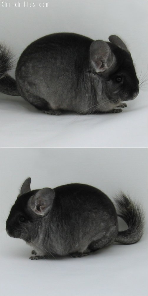 6265 Black Velvet ( Ebony & Sapphire Carrier ) Male Chinchilla