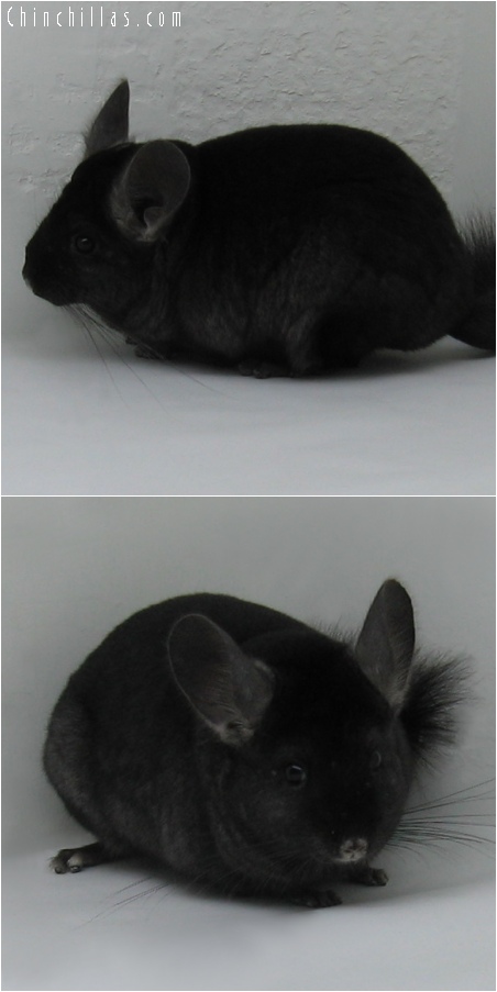 6251 Ebony ( Violet Carrier ) Female Chinchilla