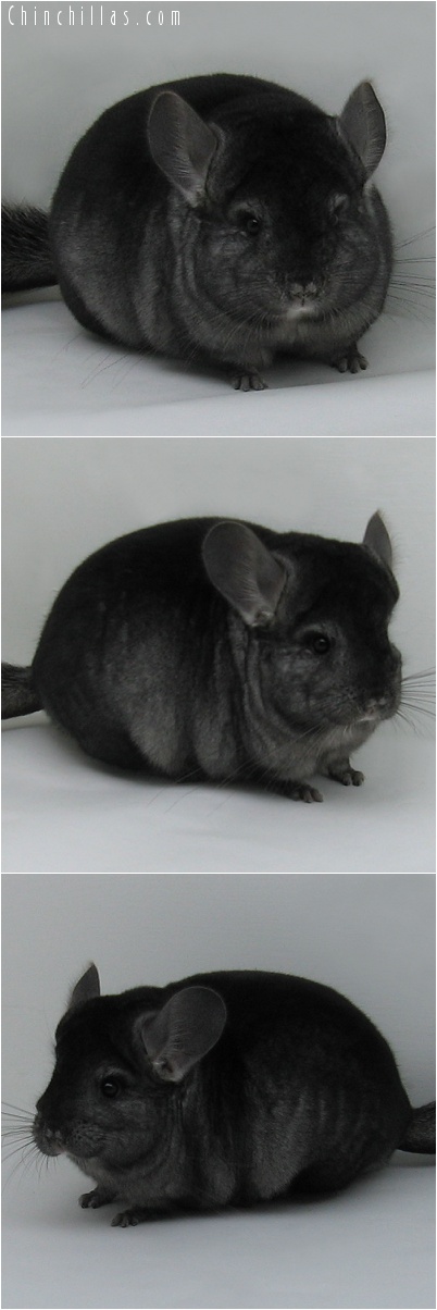 7005 Premium Production Quality Ebony Female Chinchilla