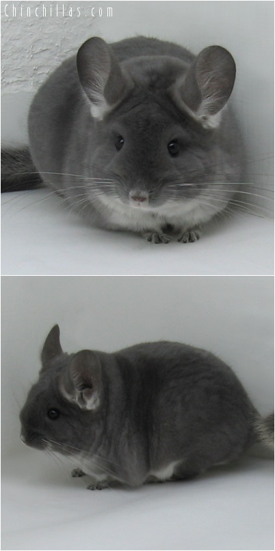 7004 Violet ( Ebony Carrier ) Female Chinchilla