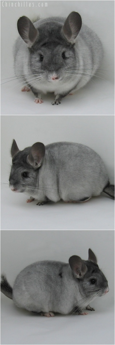 7006 Large Premium Production Quality Ebony & White Mosaic Female Chinchilla