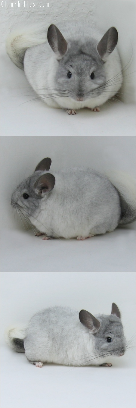 6185 Show Quality TOV White ( Violet Carrier ) Female Chinchilla