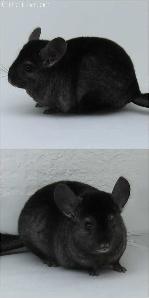 6254 Show Quality Ebony Female Chinchilla