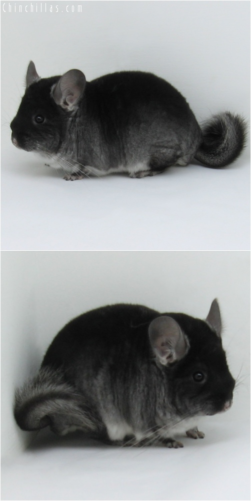 6236 Black Velvet ( Violet Carrier ) Male Chinchilla