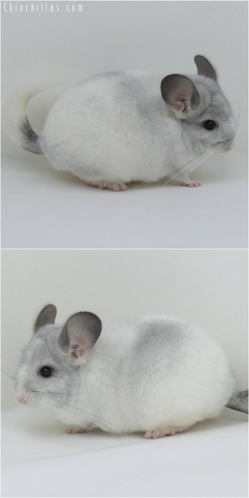 6255 Show Quality White Mosaic Female Chinchilla