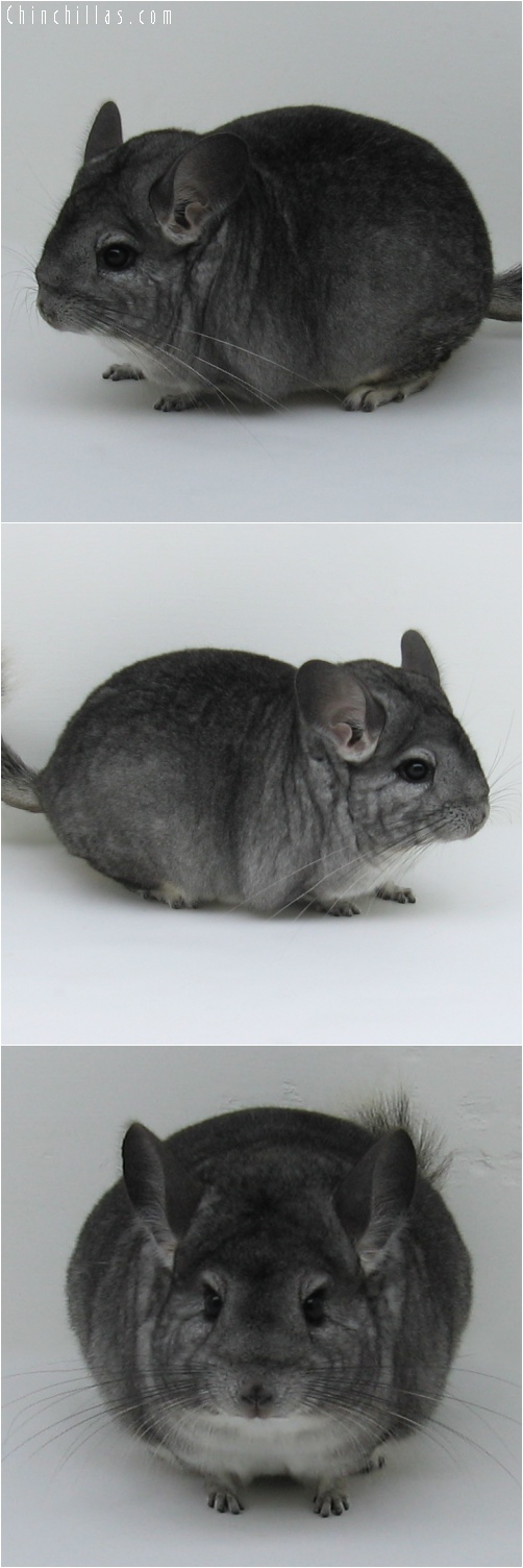6245 Top Show Quality Standard ( Sapphire Carrier ) Female Chinchilla
