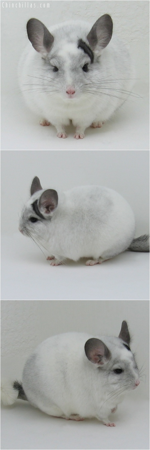 7012 Class Champion White Mosaic Male Chinchilla