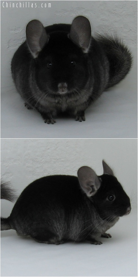 7013 Show Quality TOV Ebony Male Chinchilla