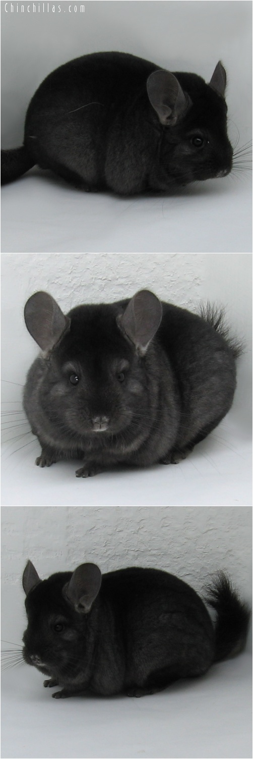 7020 Show Quality Ebony / Mahogany Female Chinchilla