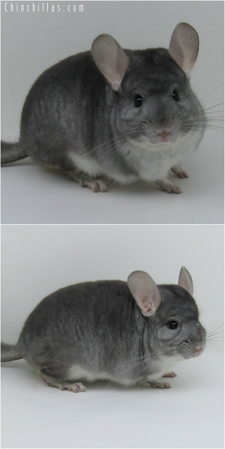 7018 Show Quality Sapphire Male Chinchilla