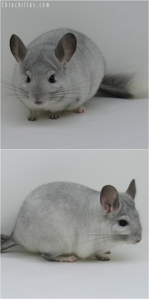7030 Show Quality White Mosaic ( Sapphire Carrier ) Male Chinchilla