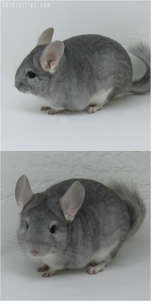 7029 Show Quality Sapphire Female Chinchilla