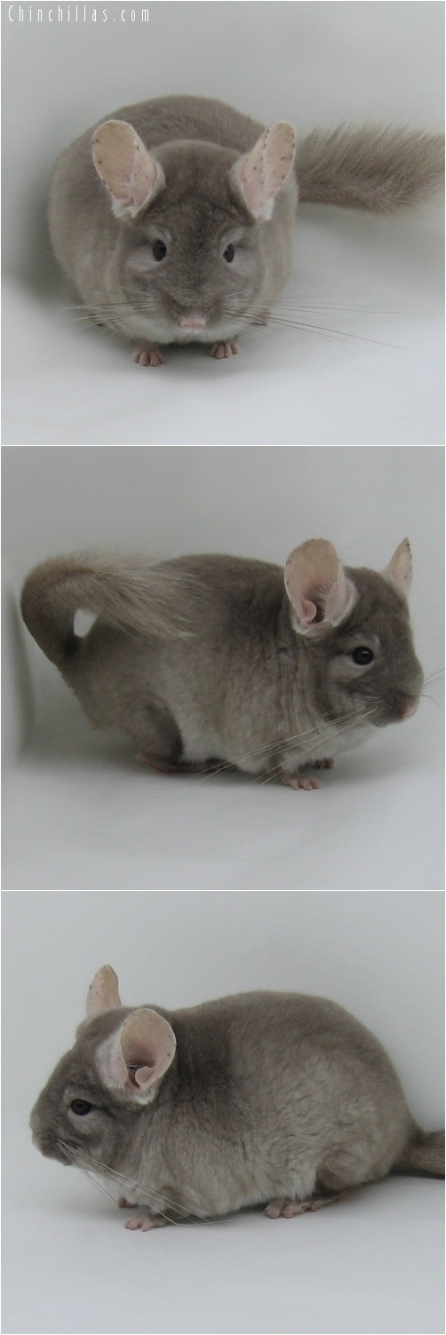 7027 Show Quality TOV Beige ( Violet Carrier ) Male Chinchilla