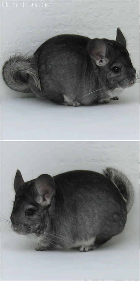 6248 Premium Production Quality Standard ( Violet Carrier ) Female Chinchilla