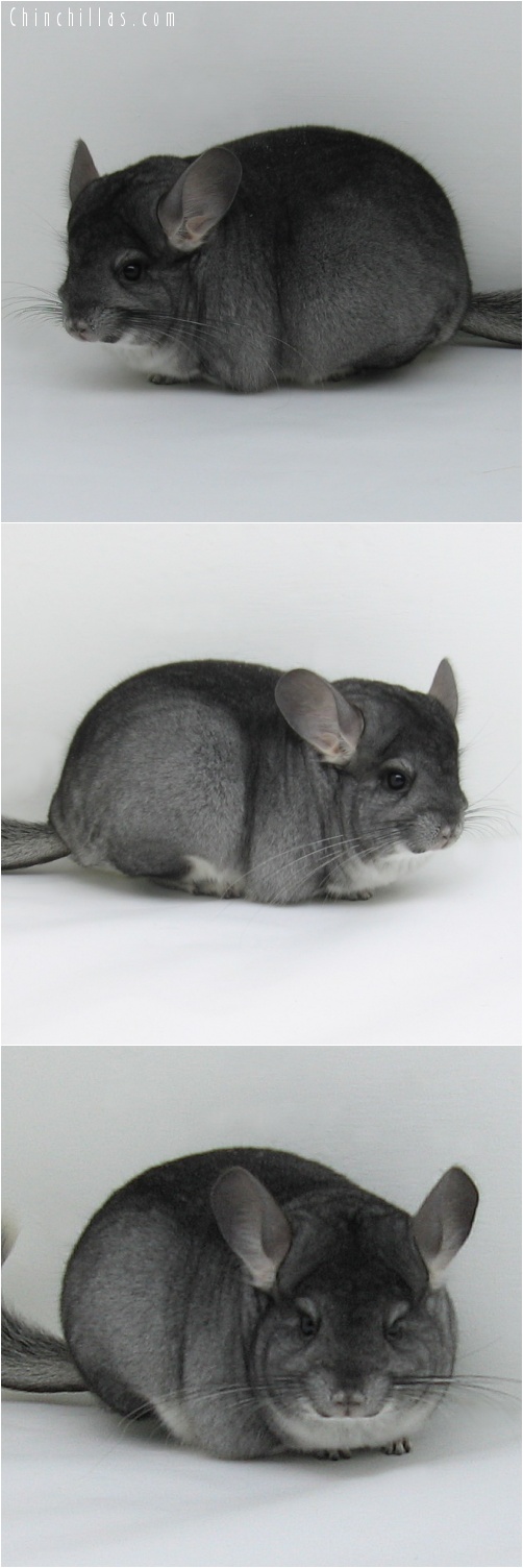 7007 Premium Production Quality Standard Female Chinchilla