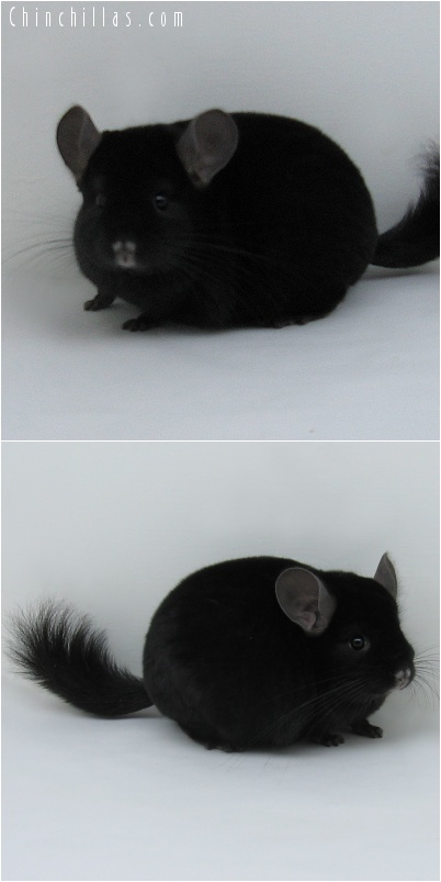 7014 Top Show Quality Extra Dark Ebony Male Chinchilla