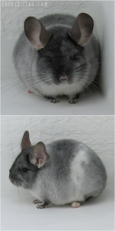 7001 TOV White Female Chinchilla