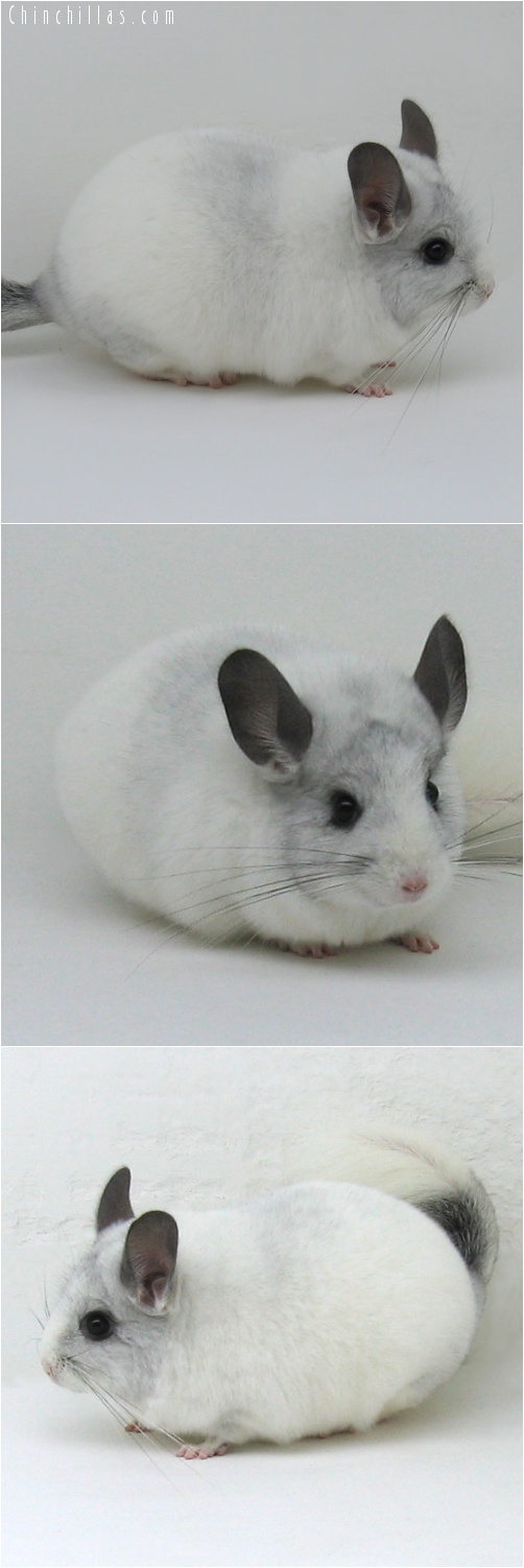 7002 Large Show Quality White Mosaic ( Sapphire Carrier ) Female Chinchilla
