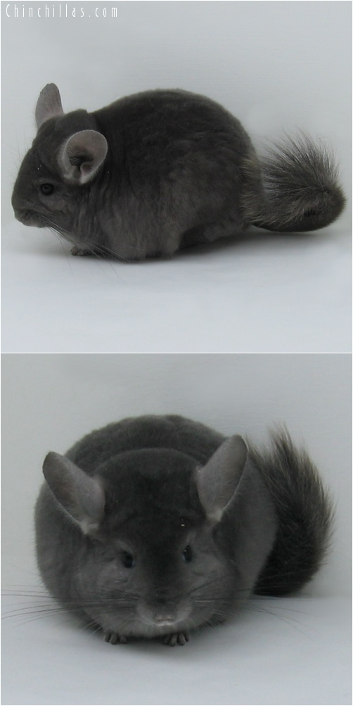 7023 Premium Production Quality Wrap - around Violet Female Chinchilla