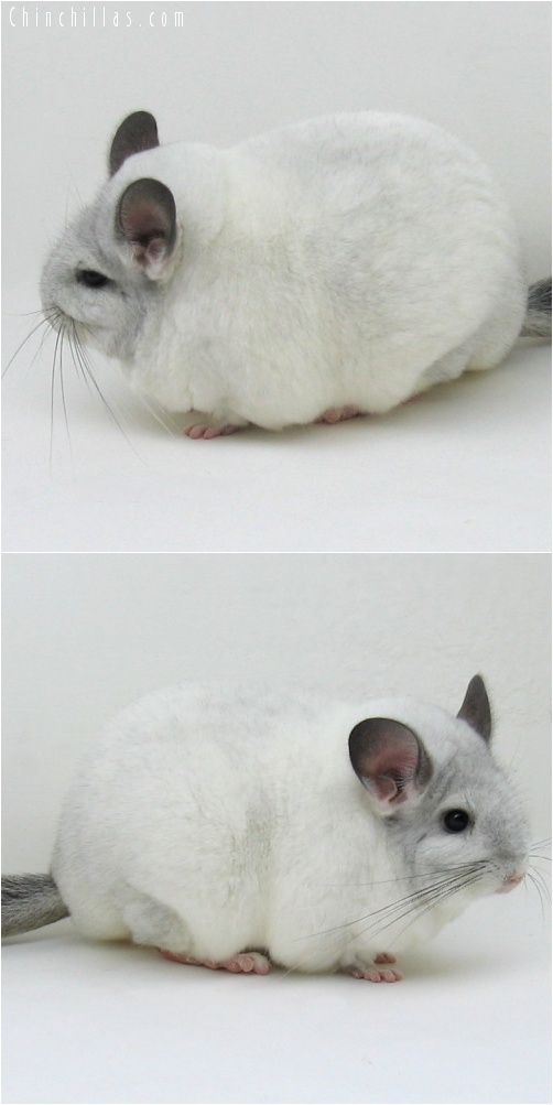 7033 Extra Large Blocky Premium Production Quality White Mosaic ( Sapphire Carrier ) Female Chinchilla