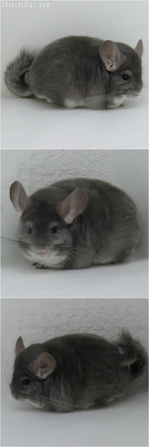 7039 Blocky Top Show Quality Violet Male Chinchilla