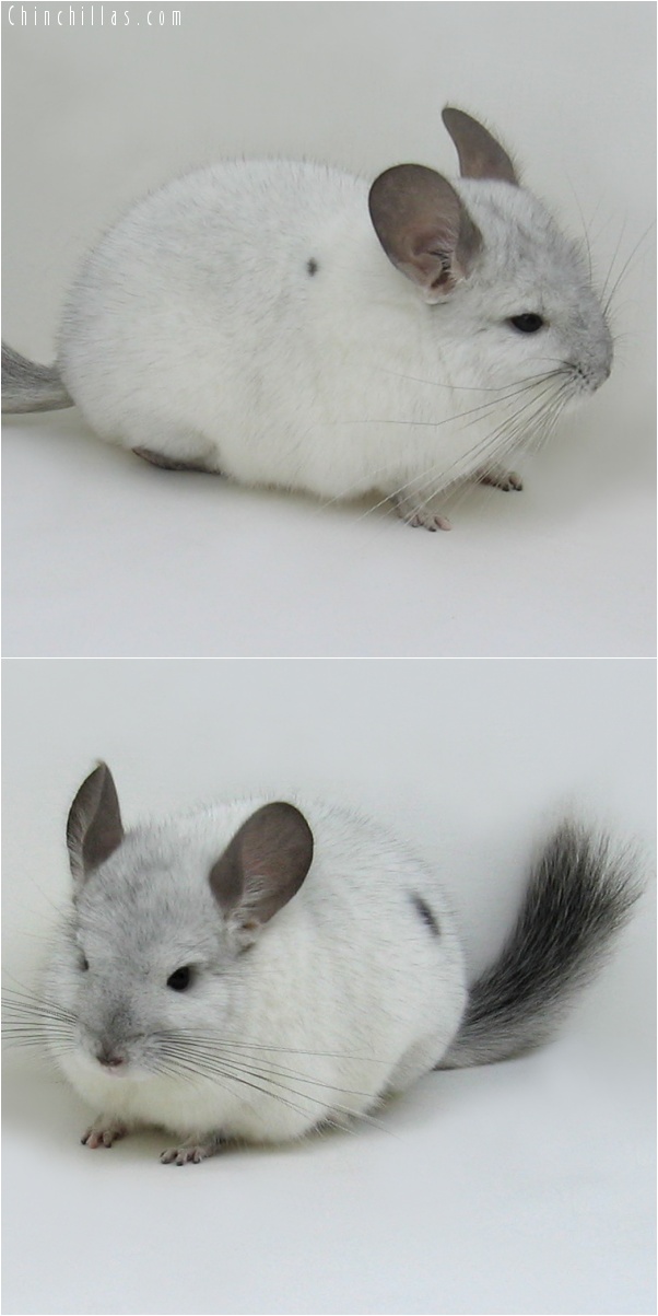 7031 Show Quality White Mosaic ( Sapphire Carrier ) Male Chinchilla