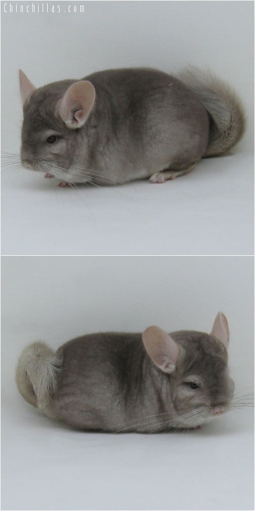 7011 Premium Production Quality Beige Female Chinchilla