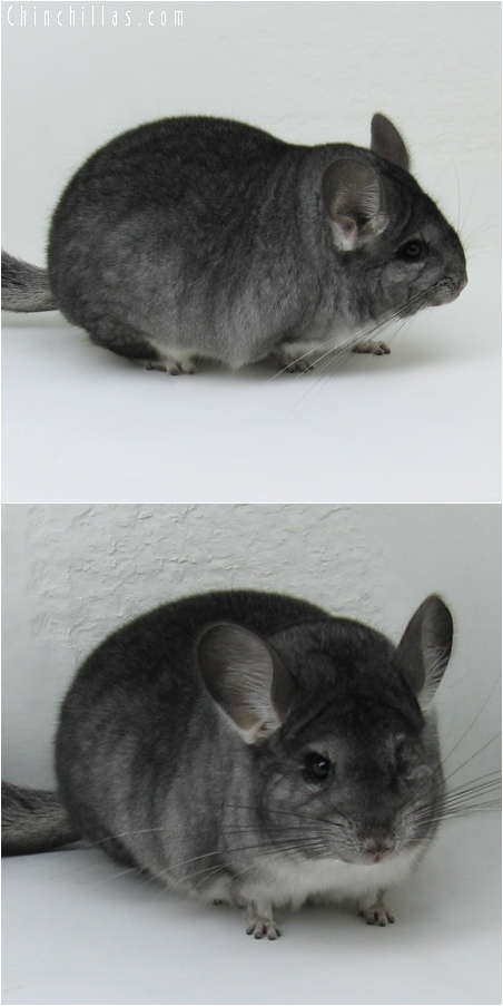 6197 Extra Large Blocky Show Quality Standard Female Chinchilla