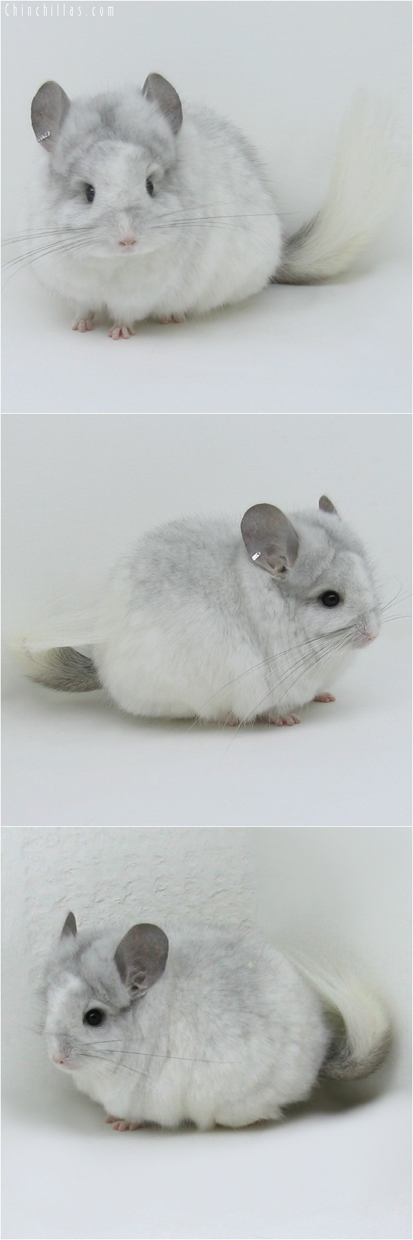 7041 Exceptional White Mosaic Royal Persian Angora Male Chinchilla