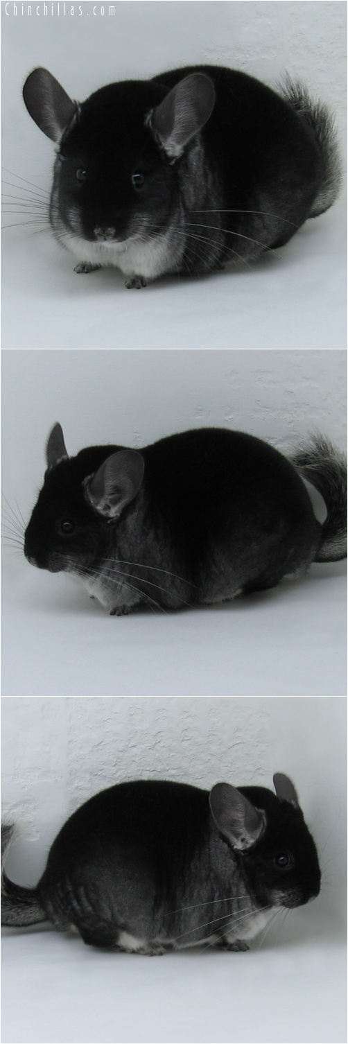 7051 Extra Large Premium Production Quality Black Velvet Female Chinchilla