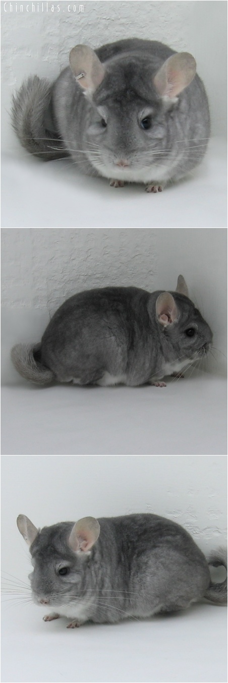 7043 Show Quality Sapphire Male Chinchilla