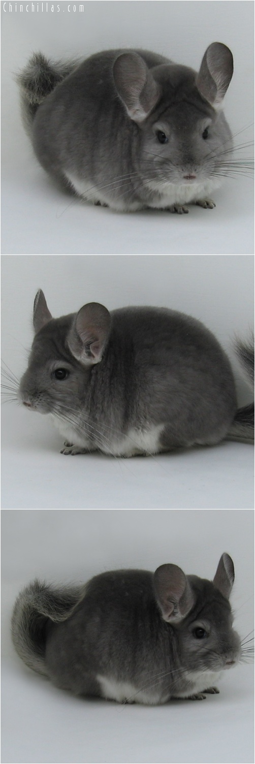 7015 Large Show Quality Violet Female Chinchilla