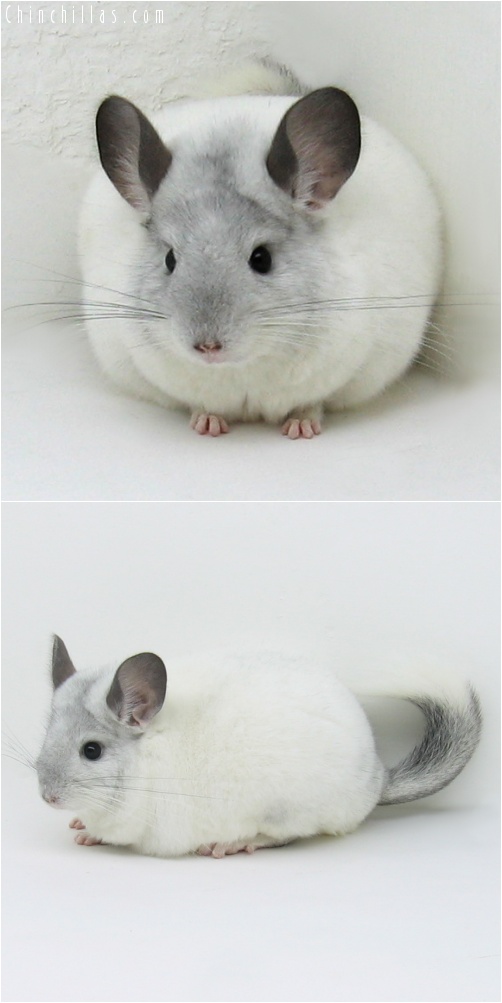 7016 Show Quality White Mosaic Female Chinchilla